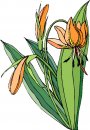 natura/fiori/clipart_fiori_c88.jpg