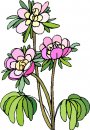 natura/fiori/clipart_fiori_c97.jpg