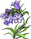 natura/fiori/clipart_fiori_c98.jpg