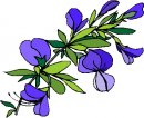 natura/fiori/clipart_fiori_c99.jpg